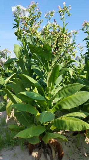 PLANT